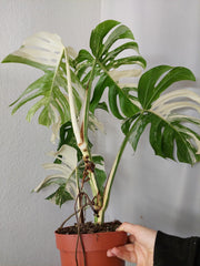 Monstera Variegata Adult