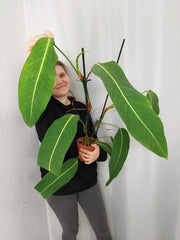 Philodendron Heterocraspedon