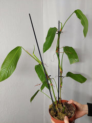 Philodendron Heterocraspedon