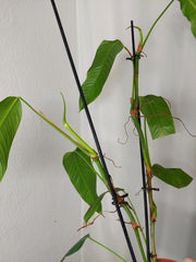 Philodendron Heterocraspedon