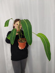Philodendron Heterocraspedon