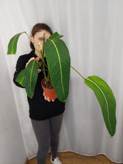 Philodendron Heterocraspedon