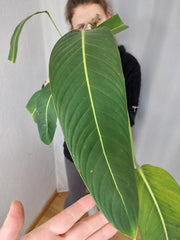 Philodendron Heterocraspedon