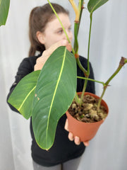 Philodendron Heterocraspedon