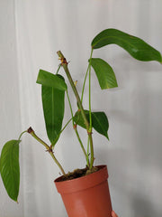 Philodendron Heterocraspedon