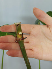 Philodendron Heterocraspedon
