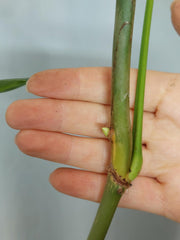 Philodendron Heterocraspedon