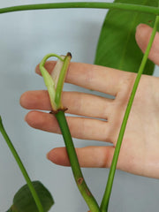 Philodendron Heterocraspedon