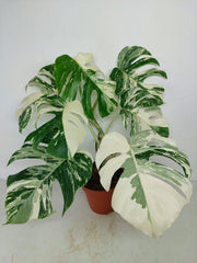 Monstera Variegata (zum aussuchen)
