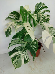 Monstera Variegata (zum aussuchen)