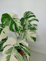 Monstera Variegata (zum aussuchen)