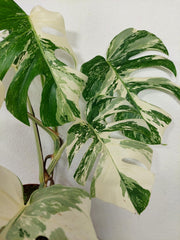 Monstera Variegata (zum aussuchen)