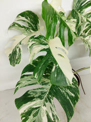 Monstera Variegata (zum aussuchen)