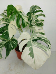 Monstera Variegata (zum aussuchen)