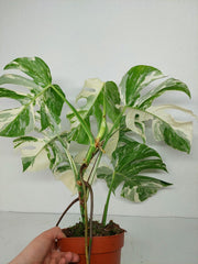 Monstera Variegata (zum aussuchen)