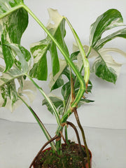 Monstera Variegata (zum aussuchen)