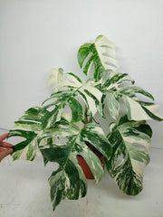 Monstera Variegata (zum aussuchen)