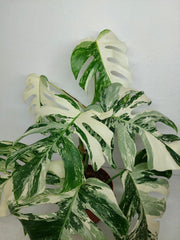 Monstera Variegata (zum aussuchen)