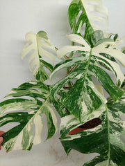 Monstera Variegata (zum aussuchen)