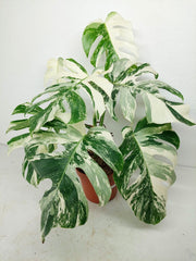 Monstera Variegata (zum aussuchen)