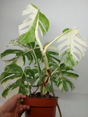 Monstera Variegata (zum aussuchen)