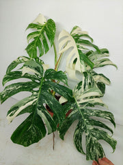 Monstera Variegata (zum aussuchen)