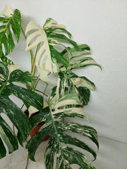 Monstera Variegata (zum aussuchen)