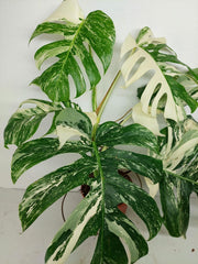 Monstera Variegata (zum aussuchen)