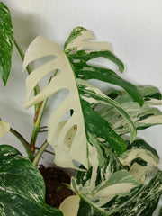 Monstera Variegata (zum aussuchen)