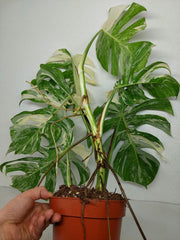 Monstera Variegata (zum aussuchen)