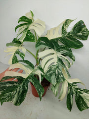Monstera Variegata (zum aussuchen)