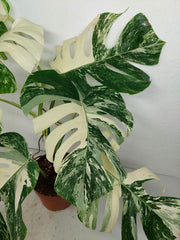 Monstera Variegata (zum aussuchen)