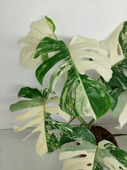Monstera Variegata (zum aussuchen)