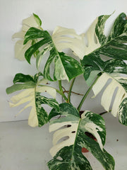Monstera Variegata (zum aussuchen)