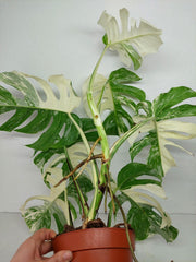 Monstera Variegata (zum aussuchen)