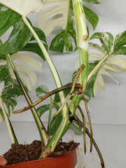 Monstera Variegata (zum aussuchen)