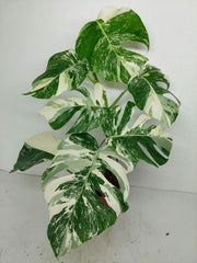 Monstera Variegata (zum aussuchen)