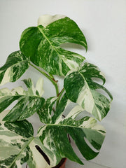 Monstera Variegata (zum aussuchen)