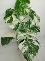 Monstera Variegata (zum aussuchen)
