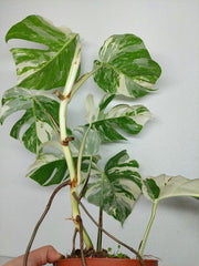 Monstera Variegata (zum aussuchen)