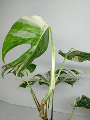Monstera Variegata (zum aussuchen)