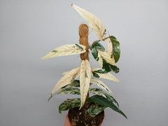 Ficus Sagittata Pink Variegata am Stab
