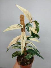 Ficus Sagittata Pink Variegata am Stab