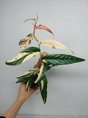 Ficus Sagittata Pink Variegata am Stab