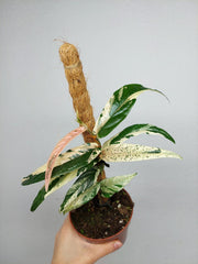 Ficus Sagittata Pink Variegata am Stab