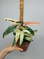 Ficus Sagittata Pink Variegata am Stab
