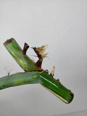 Monstera Variegata Steckling (zum aussuchen)