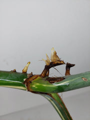 Monstera Variegata Steckling (zum aussuchen)