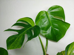 Monstera Aurea Stecklinge