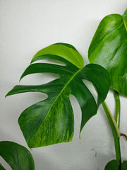 Monstera Aurea Stecklinge